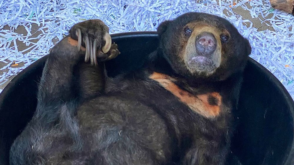 Preserving Sun Bears: Conservation Efforts in Southeast Asia