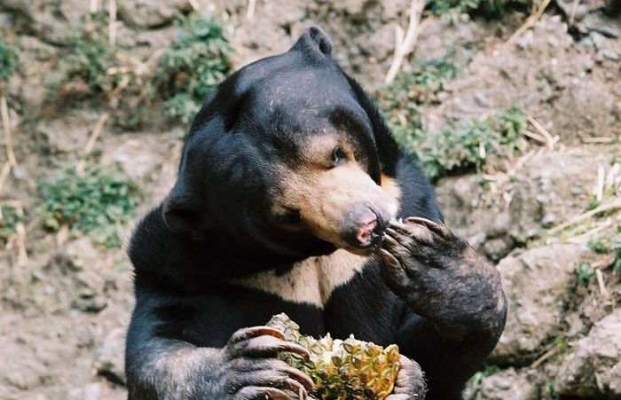 The Enigmatic Behaviors of Sun Bears