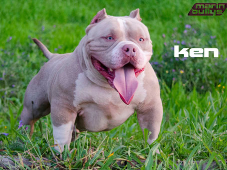 KEN of Marin Bullys