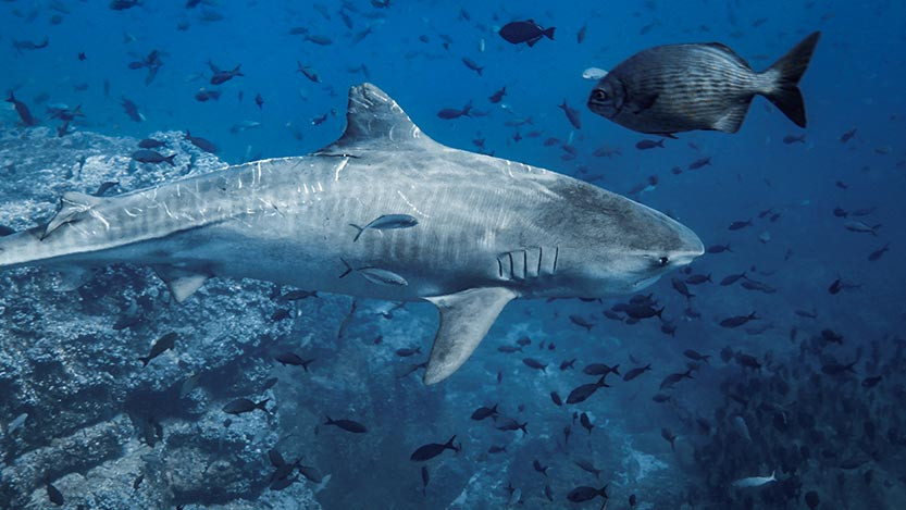 tiger shark spotting_211011.01_00_50_19.still002-2 (1).jpg