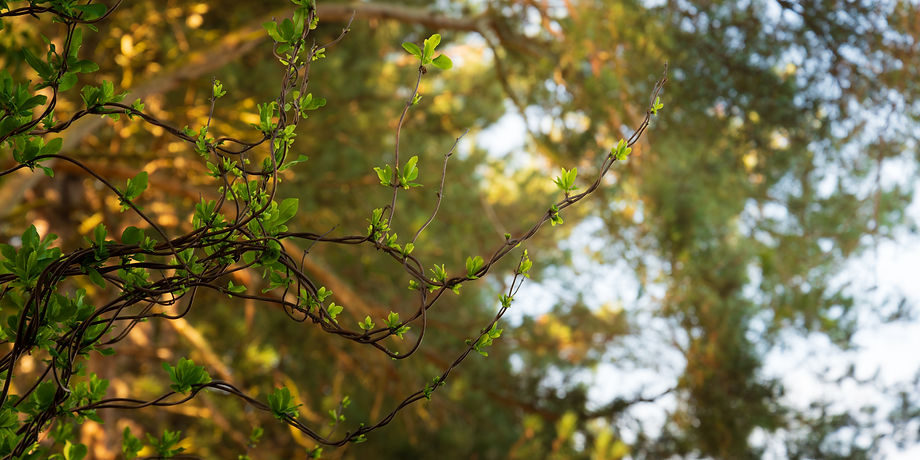 DSC_8191.jpg