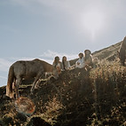 observe horse mountain