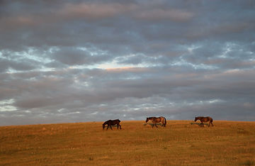 horses free in their lands