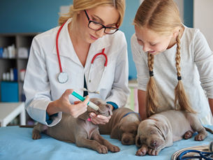 Warum regelmäßige Check-ups für Ihr Tier wichtig sind