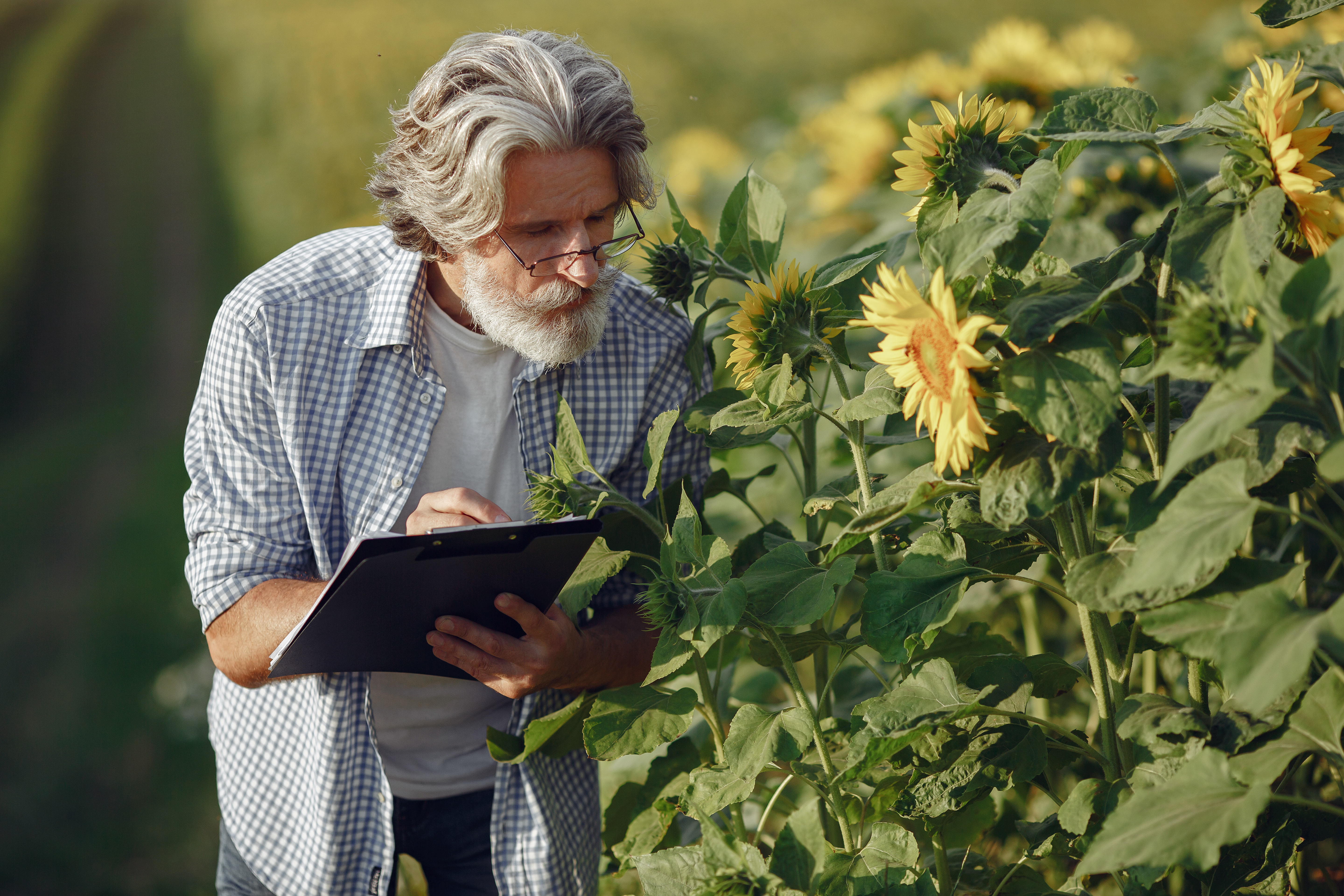 farmer-examines-field-agronomist-farmer-examines-growth-wheat.jpg