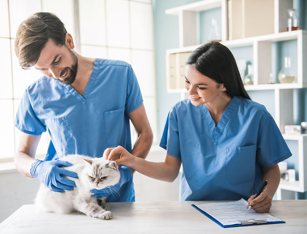 Tierärzte untersuchen Katze im Vet-Zentrum