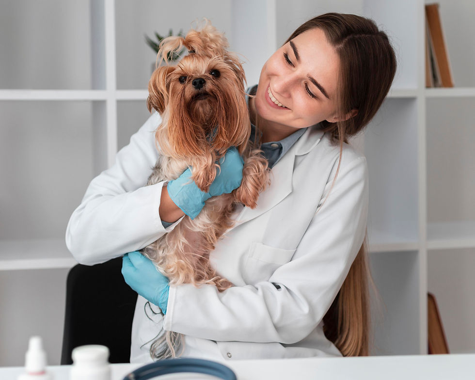 Tierärztin untersucht Yorkshire Terrier im Vetzentrum