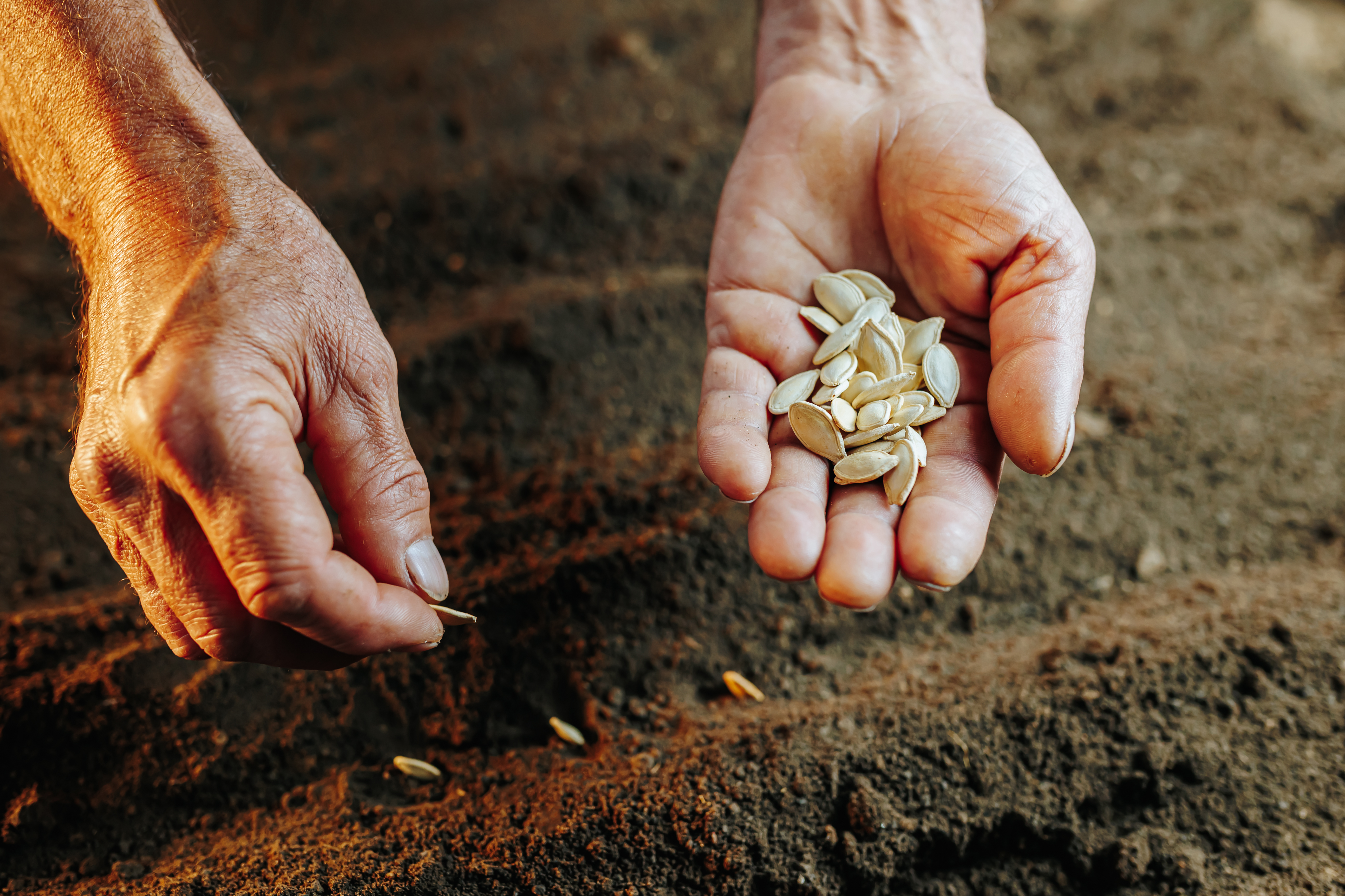 selective-focus-seed-brings-it-life-while-blurred-background-suggests-movement.jpg