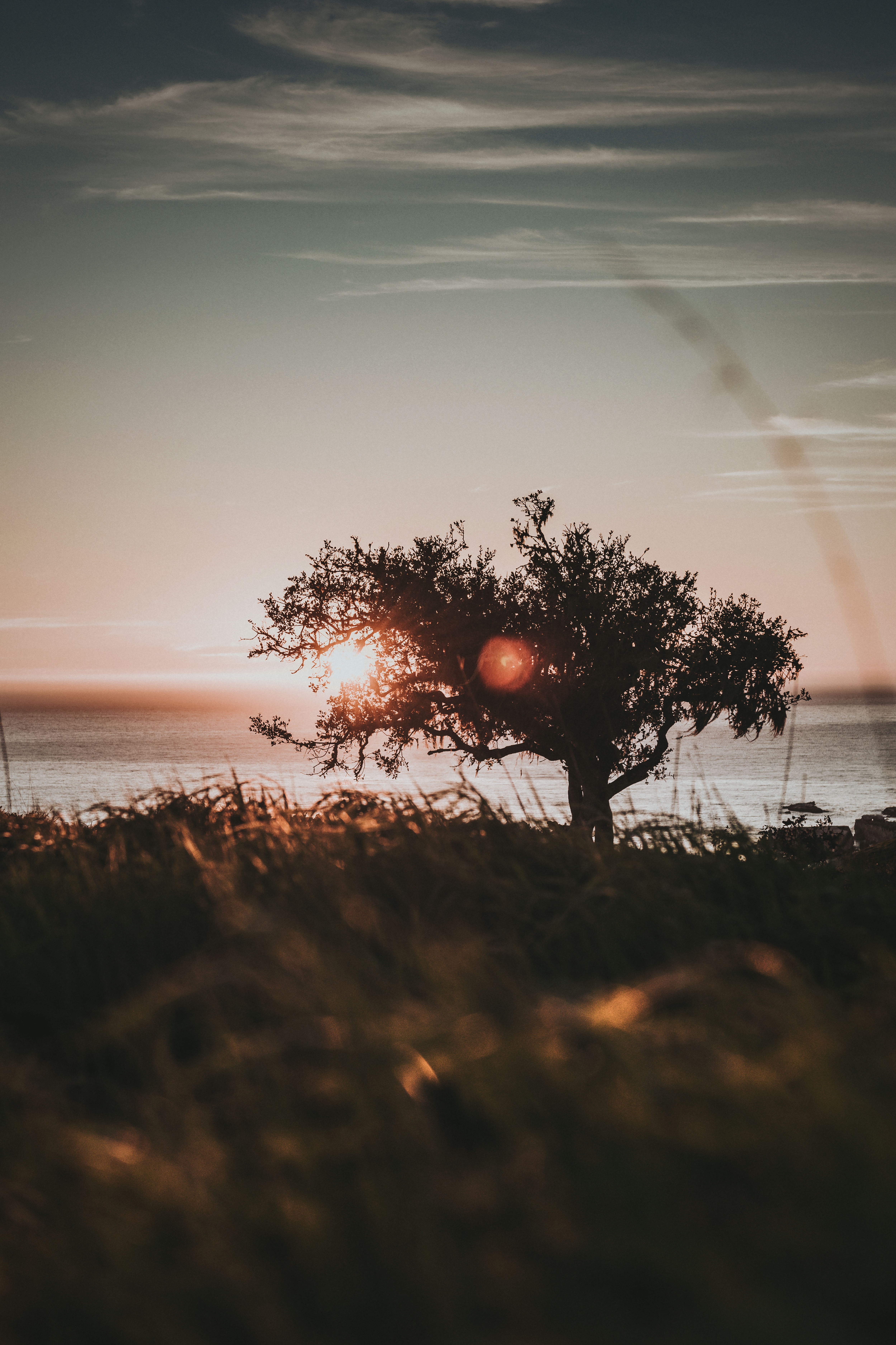 vertical-shore-tree-shore-sunset.jpg
