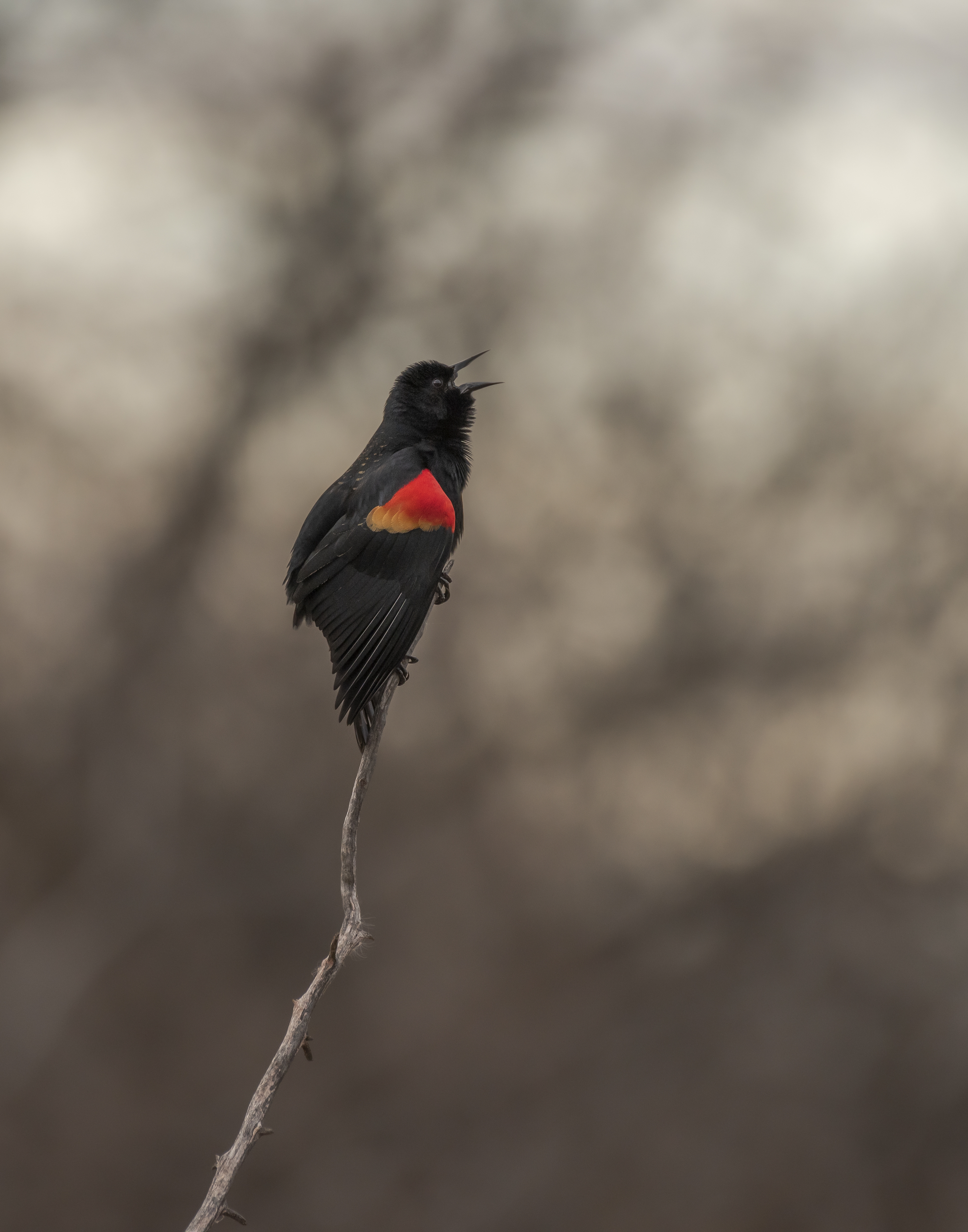 red-winged-blackbird-standing-branch-while-chirping-with-blurred-background.jpg