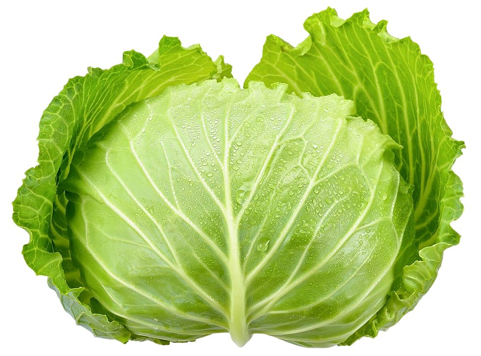 Frischer, grüner Kohlkopf