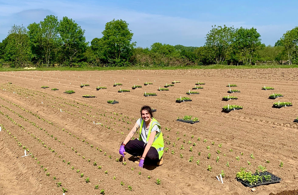 Planting in a field