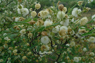 blooming bush-2.jpg