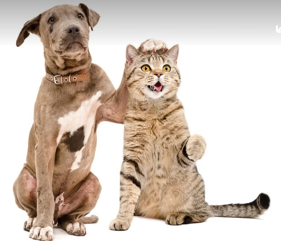 The Louisville Animal Shelter is hosting an adoption event at Tractor Supply in Louisville on August 2.