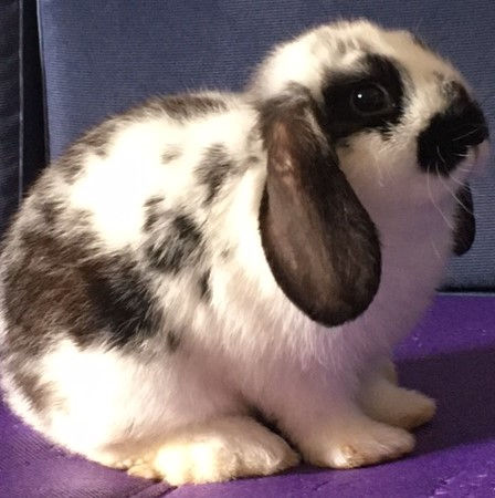 Stella