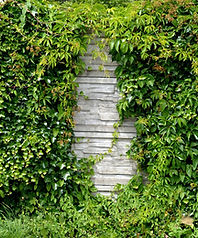 overgrown garden cleearance kent arborea