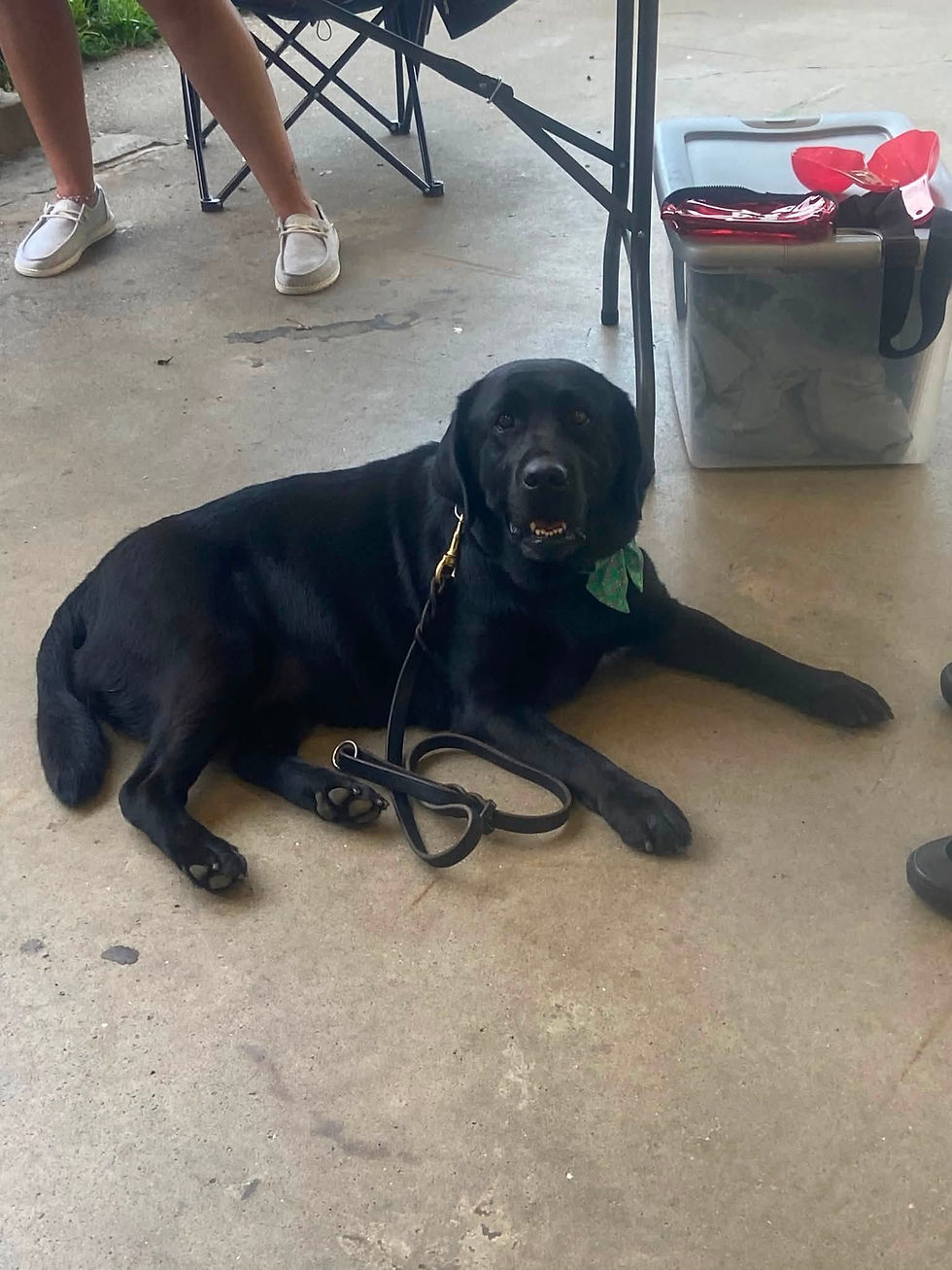 Dog