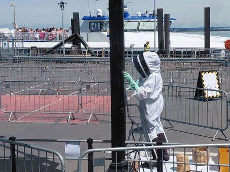 Swarm Of 500 Bees Temporarily Takes Over Ryde Pier Head Ferry Terminal