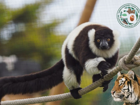 Fundraisers Sought For Wildheart’s 70-Metre High Wire Challenge