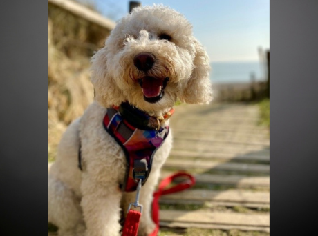 Therapy Dog Hettie Helps Young People Feel At Ease In Brighton