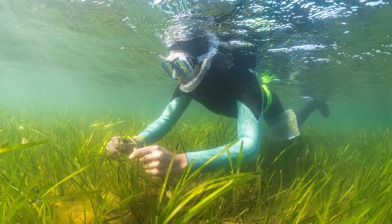 Volunteers Sought To Help Protect Isle Of Wight Wildlife This Summer