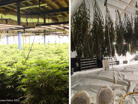 Three Plead Guilty After Cannabis Factory Discovery In Eastbourne