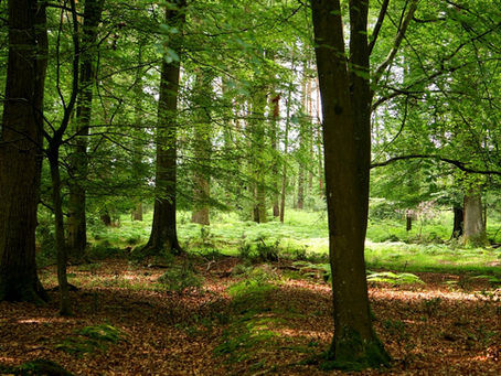 Council To Debate Planning Concerns Over Bouldnor Forest Glamping Plans