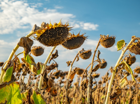 Hampshire And Isle Of Wight Officially Declared In Drought As Dry Weather Continues