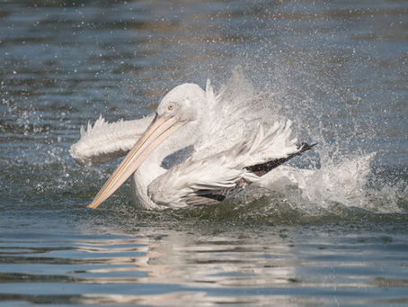 Last Chance To Enjoy Dragonfly Festival At WWT Arundel