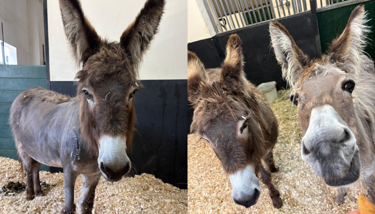 Appeal Launched To Help Donkey Lulu Recover From Major Surgery