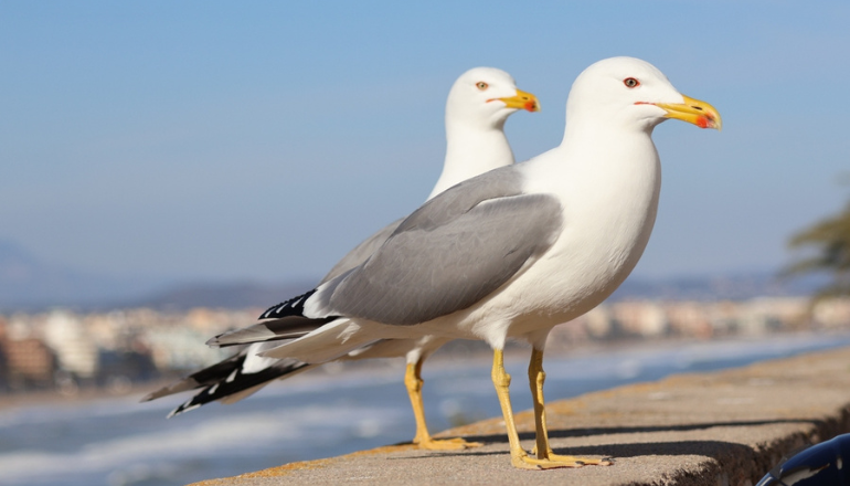 Worthing Residents Could Face Fines For Feeding Wildlife