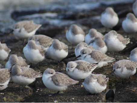 Sanderlings Given Extra Protection On Ryde And Seaview Beaches