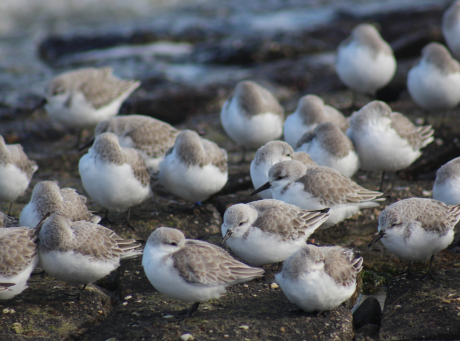 Sanderlings Given Extra Protection On Ryde And Seaview Beaches