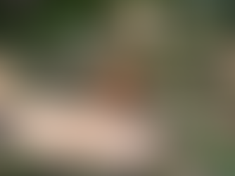 Urgent Work Underway To Remove Diseased Ash Trees In Brighton Woodland