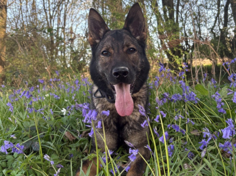 Police Dog Finds Weapon After Seaford Stabbing