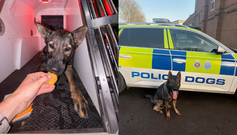 Police Dog Ava Celebrates First Arrest With Well-Earned Chicken Nuggets