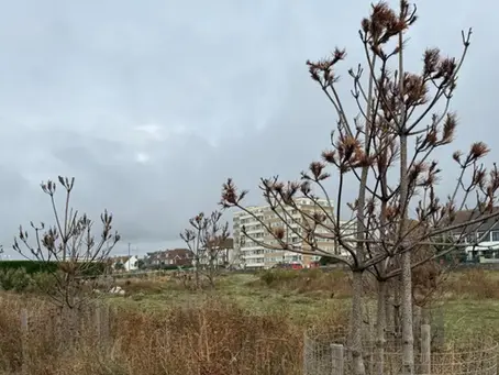 Investigation Underway After Hundreds Of Trees Die On Hove Seafront