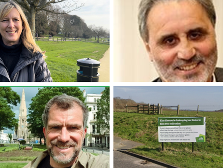 Brighton And Hove Council Urged To Improve Communication On Tree Felling