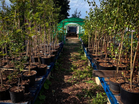 125 Trees To Be Given To Island Schools And Community Groups