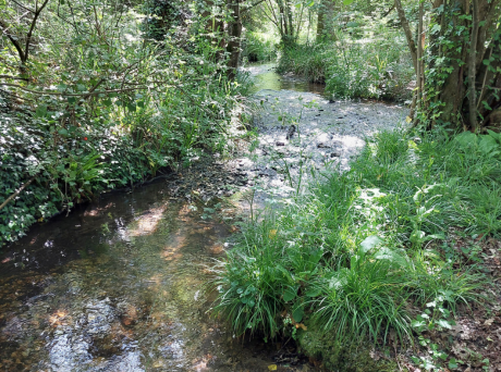 New £50,000 Fund Launched To Protect Isle Of Wight Rivers