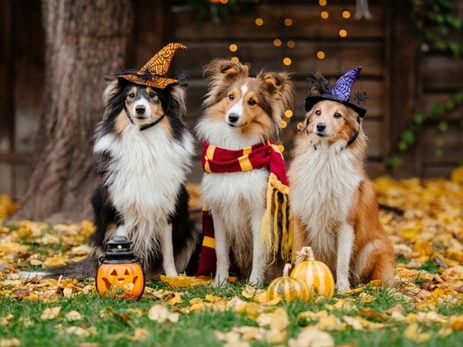 Isle Of Wight Events Guide: October 2025