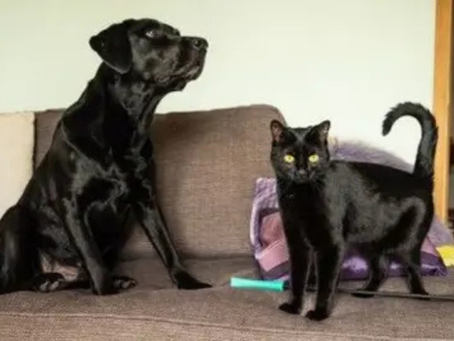 Abused Brighton Kitten Finds Loving New Home With Best Friend Flash