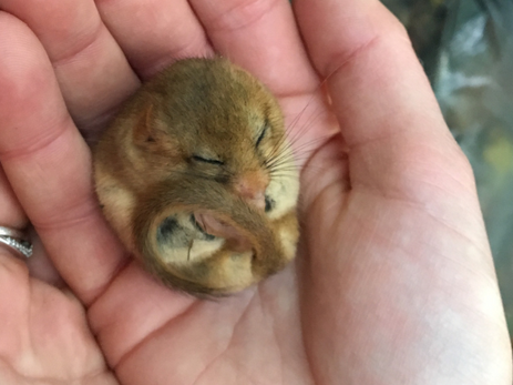 Rare Dormice Rediscovered On The Isle Of Wight After Six-Year Absence