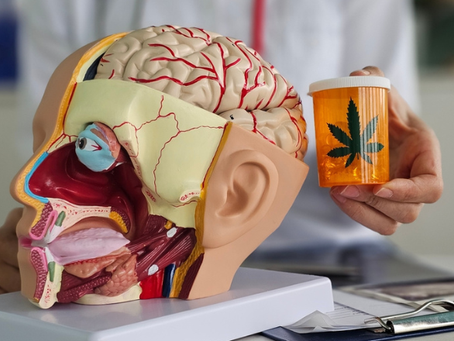 More Than 100 Brighton And Hove Teens Treated For Cannabis Addiction