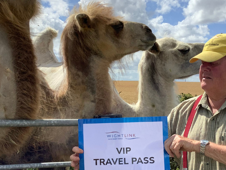 Camels Set To Cross The Solent For Royal Isle Of Wight County Show