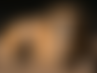 County Hall Considering New Policy To Deal With Isle Of Wight's Stray Dogs