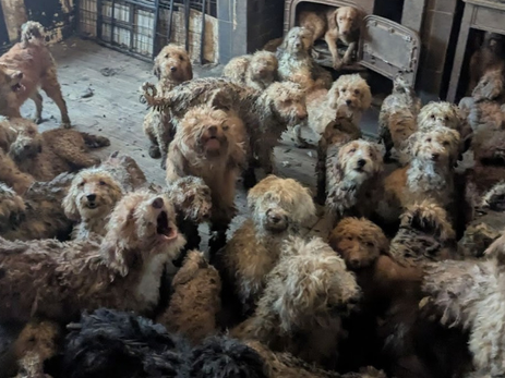 RSPCA Forced To Deny ‘AI’ Claims Over Shocking Multi-Animal Rescue Image