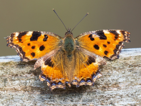 Butterfly Once Declared Extinct In UK Spotted On Isle Of Wight