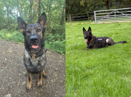 Police Dog Tracks Down Missing Man On Isle Of Wight