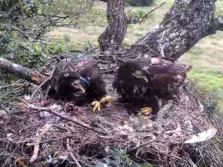 Isle Of Wight White-Tailed Eagle Project Update As Record Numbers Fledged Across UK